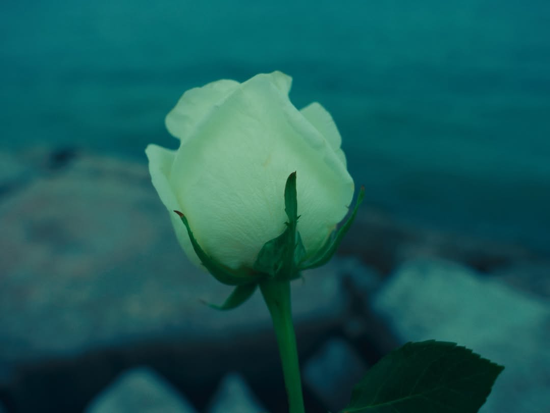 Yaffa still in my heart
🍉♥️
Poem of resistance by @bxdaro
Talent @bxdaro
Shot+edit+color @elmoudia